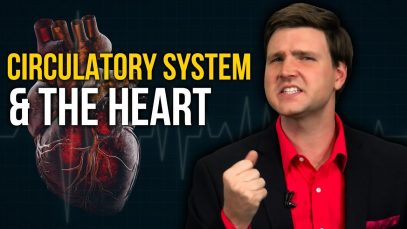 Circulatory-System-the-Heart-David-Rives-attachment