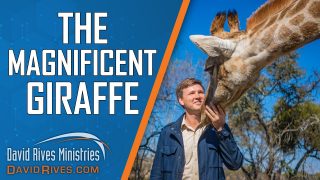 The-Magnificent-Giraffe-David-Rives-attachment
