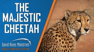 The-Majestic-Cheetah-David-Rives-attachment