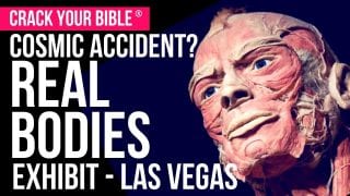 Exploring-Baby-Exhibit-at-Real-Bodies-at-Ballys-in-Las-Vegas-On-Location-attachment